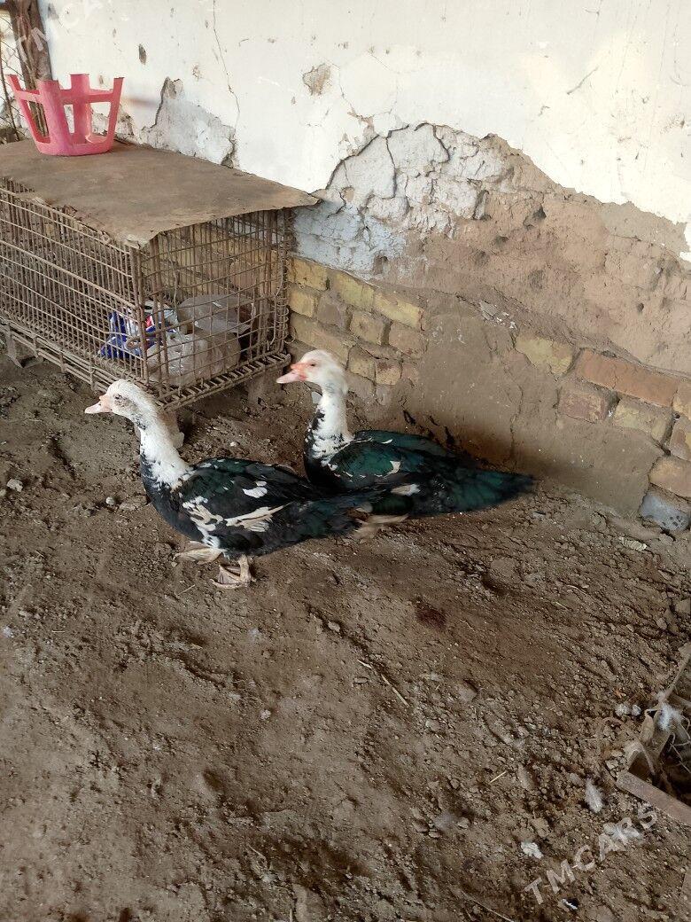 INDAWUTGA ERKEK - Tejen - img 1