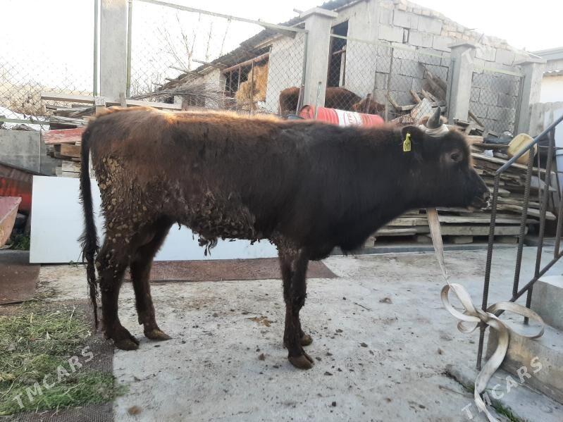 okuz - Багир - img 1