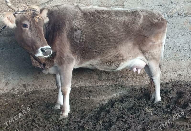 Sygyr - Багир - img 1