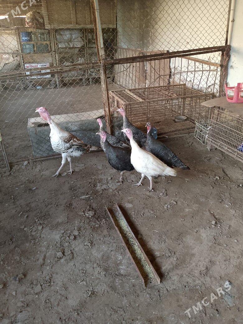 INDUKLAR - Теджен - img 1