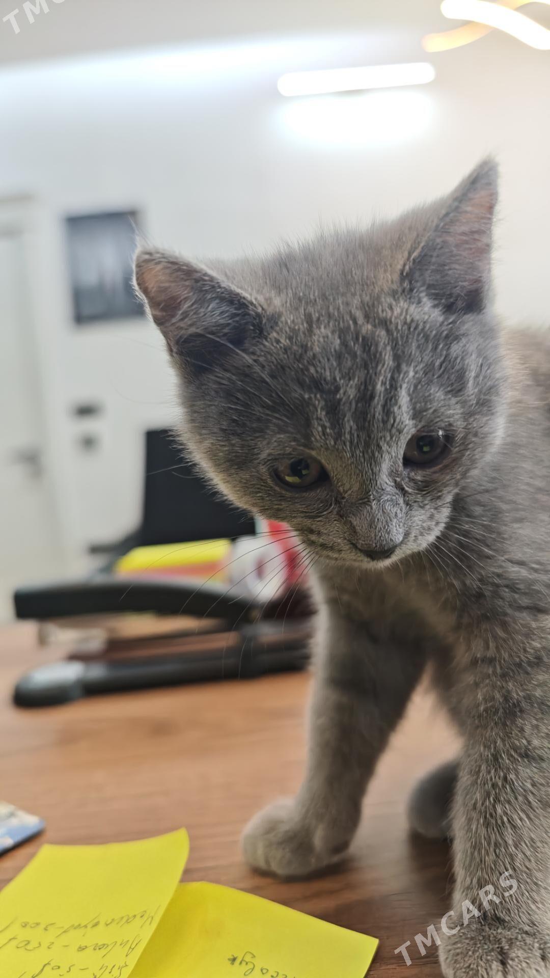 pisik - Aşgabat - img 1