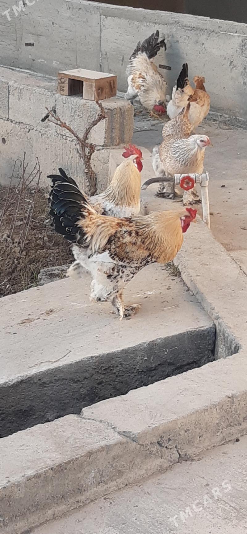 Brama horaz - Херрикгала - img 1