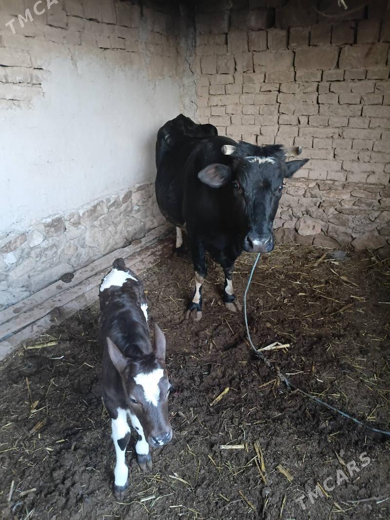 corny poystra - Köýtendag - img 1