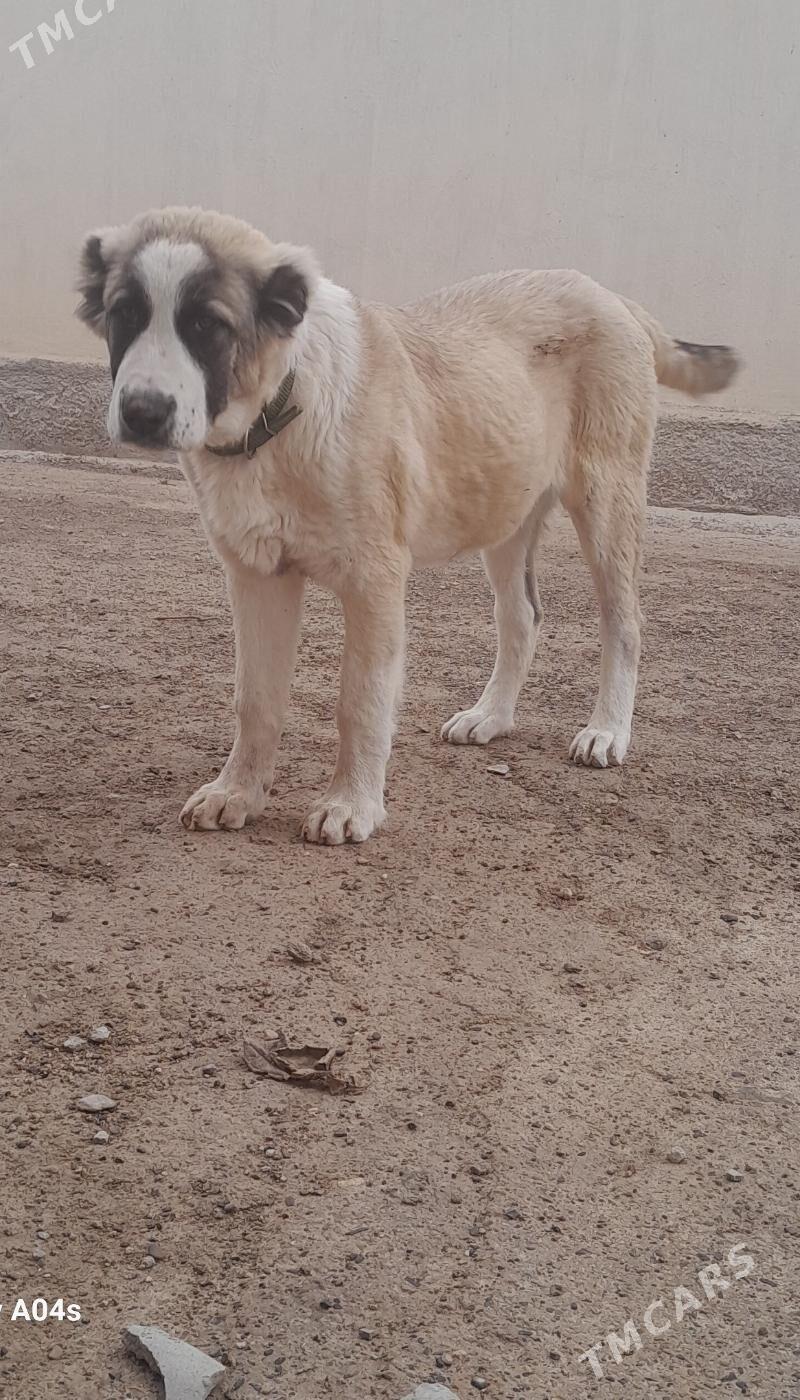 Alabay - Теджен - img 1