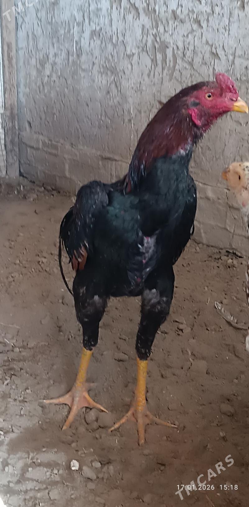 horaz - Türkmengala - img 1