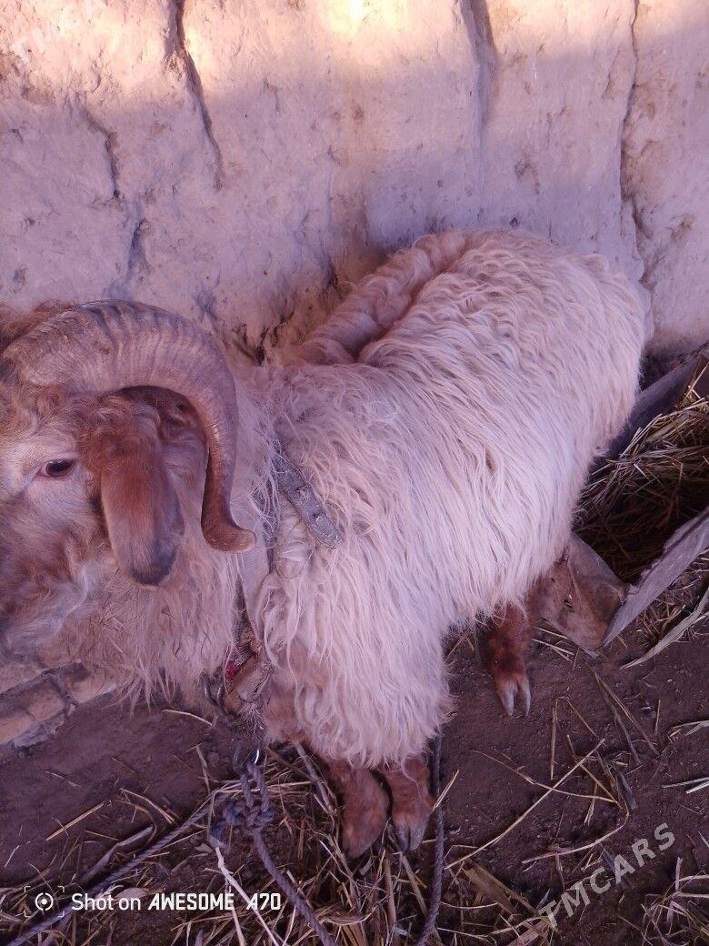 Uruşyan goç - Шабатский этрап - img 1