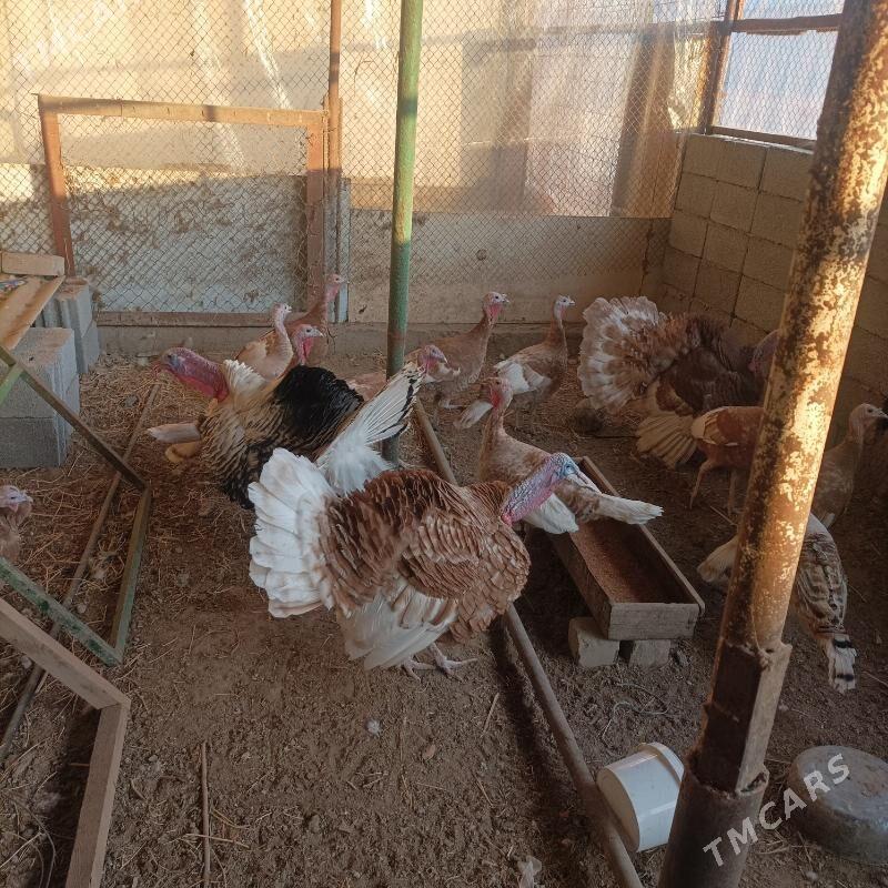 Induk yumurtga - Gökdepe - img 1