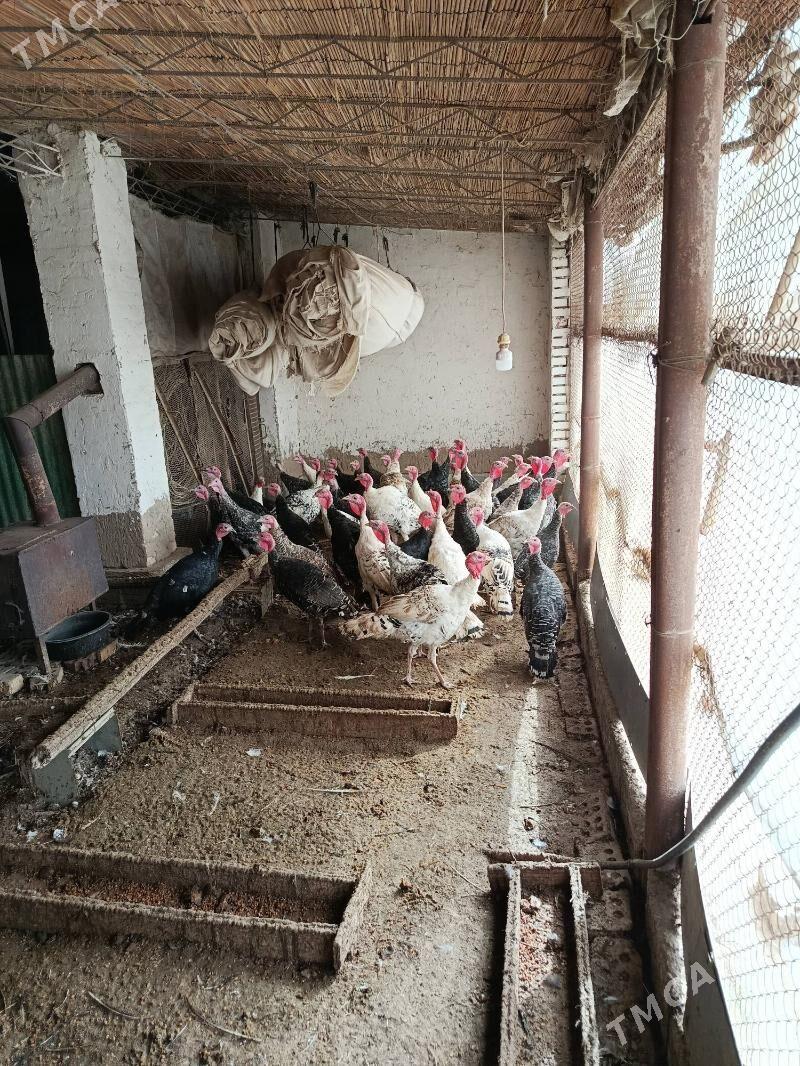 induk - Murgap - img 1