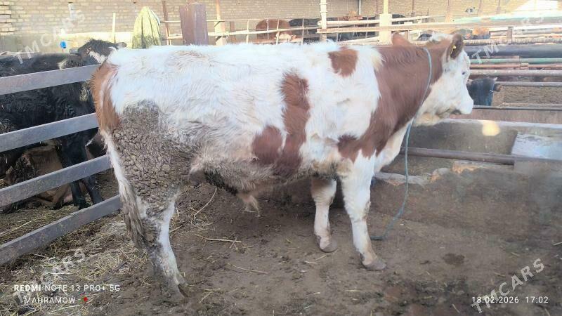 Semental - Halaç - img 1