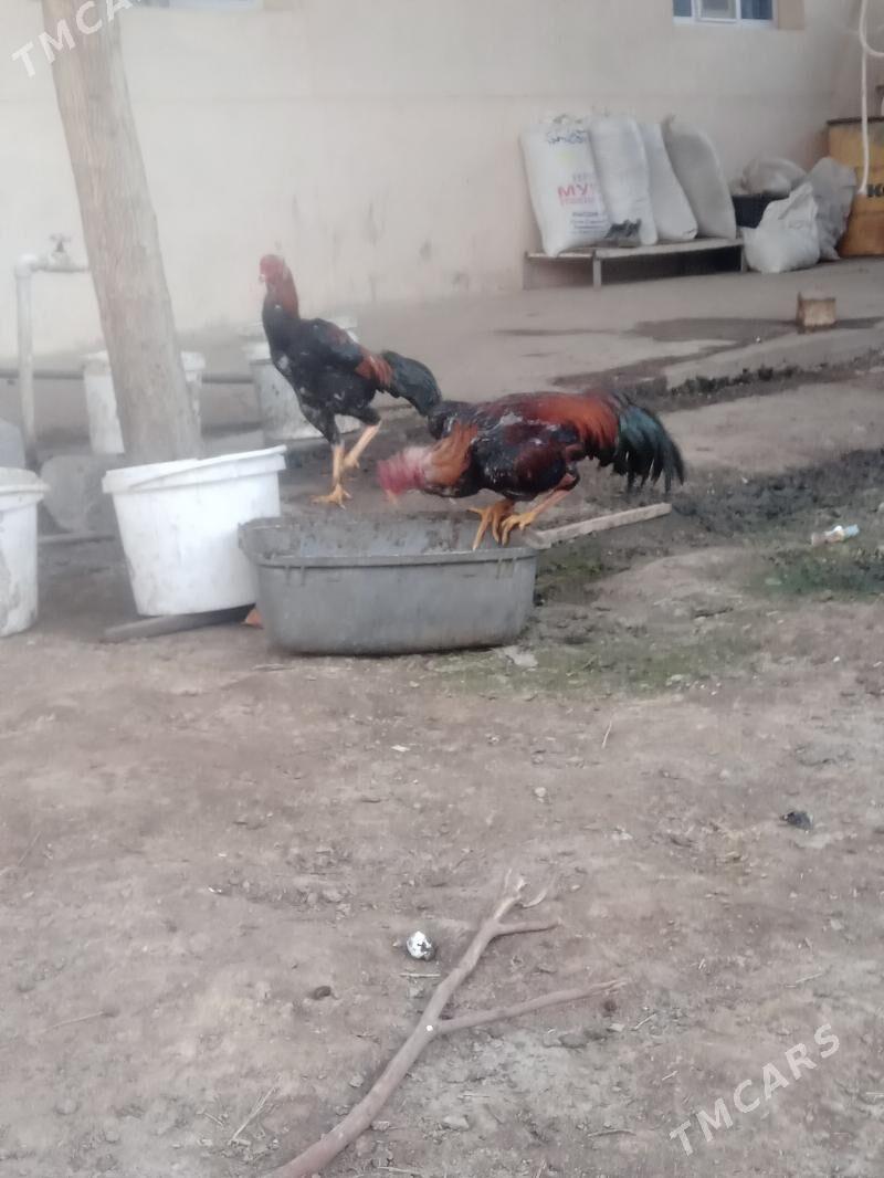 Taşkent horaz - Чоганлы - img 1