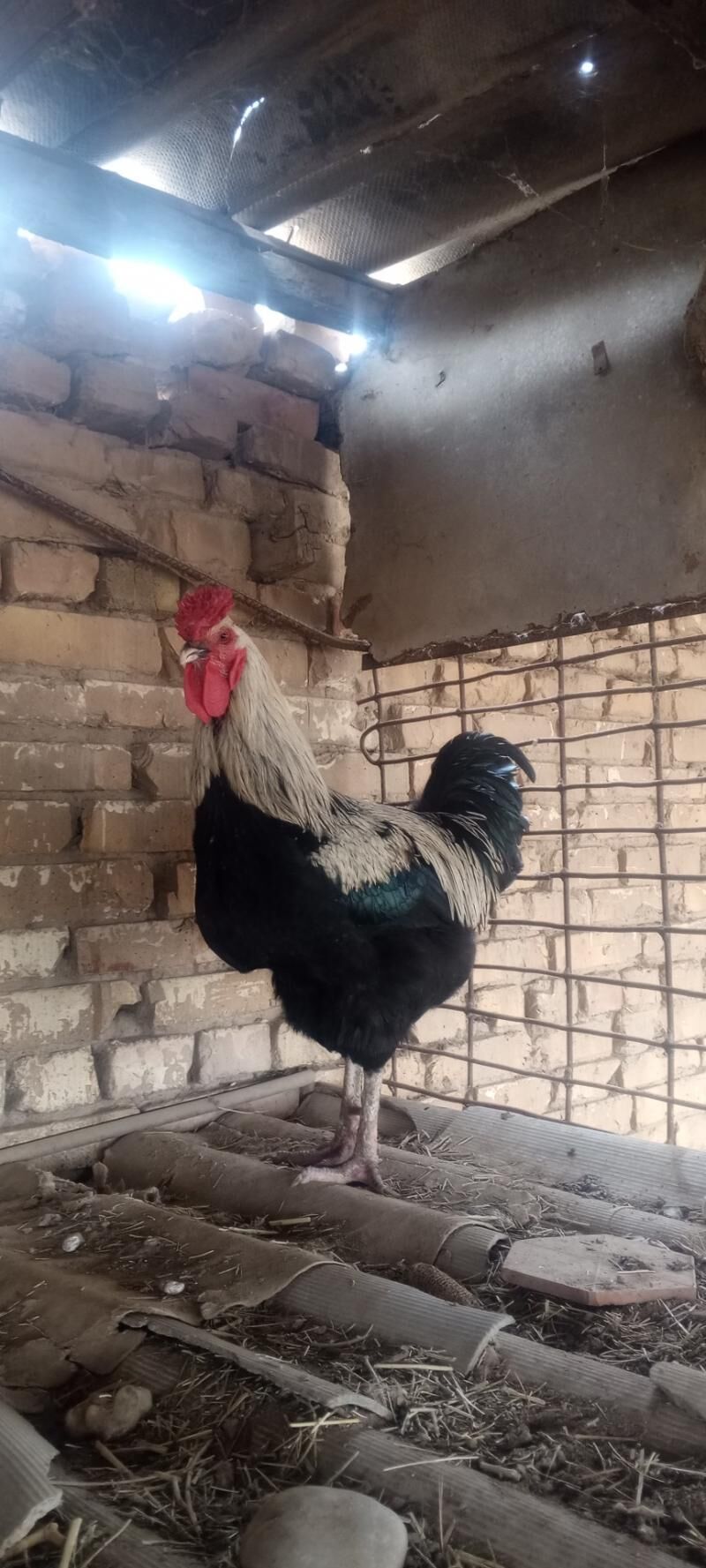 Gigant horaz - Байрамали - img 1