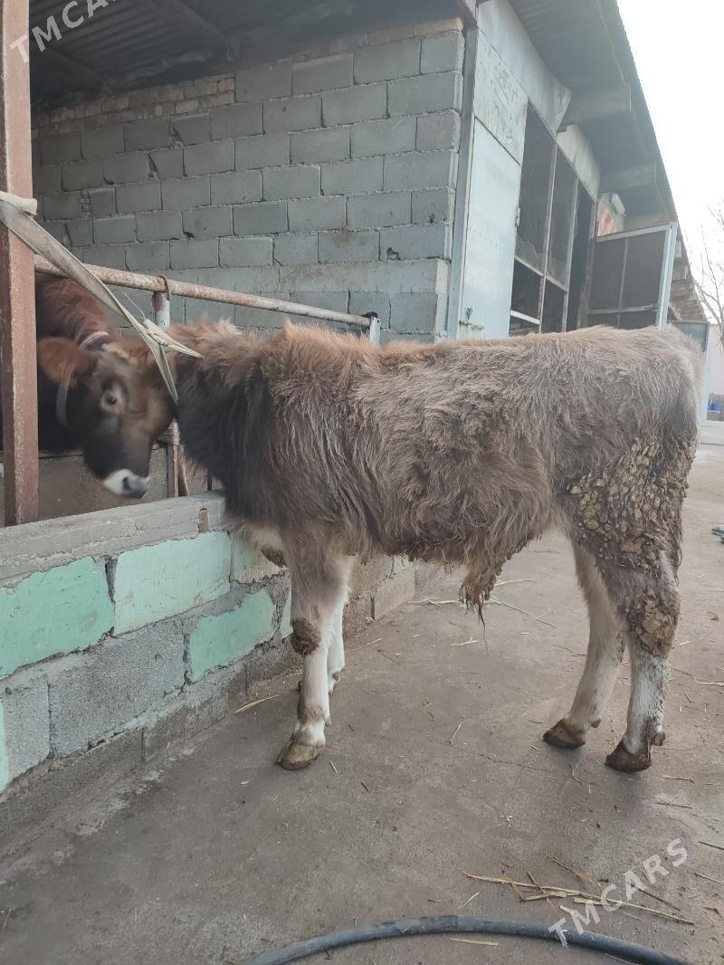 Okus swet - Bagyr - img 1