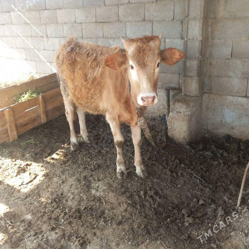 Tüwe iýmlenip duran - Теджен - img 1