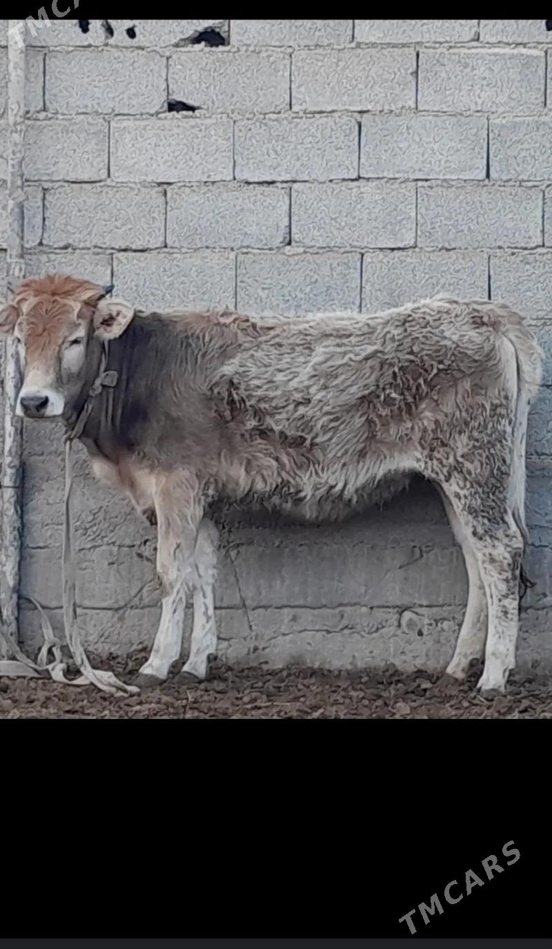 tùwe - Бузмеин - img 1