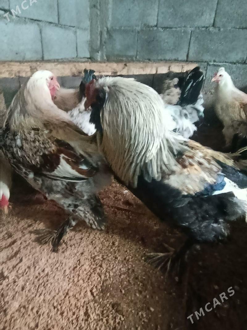 Balgar horoz - Гёкдепе - img 1