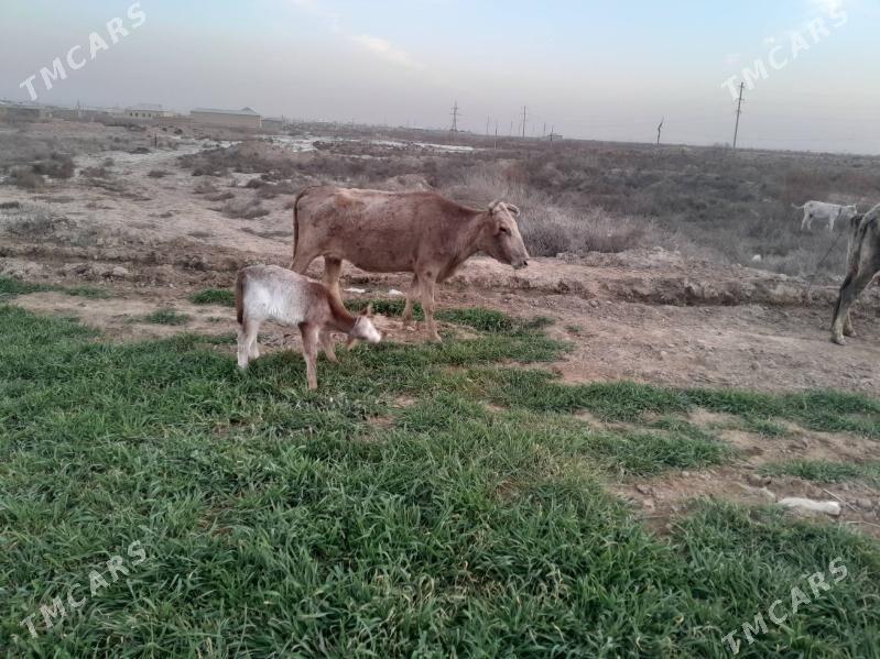 Goleli sygyr - Байрамали - img 1