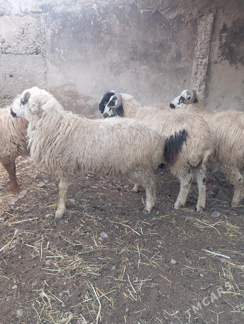 goýun goç - Кипджак - img 1