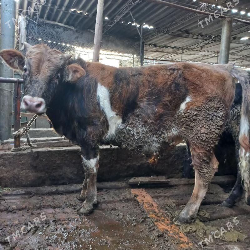 okuz - Яшлык - img 1