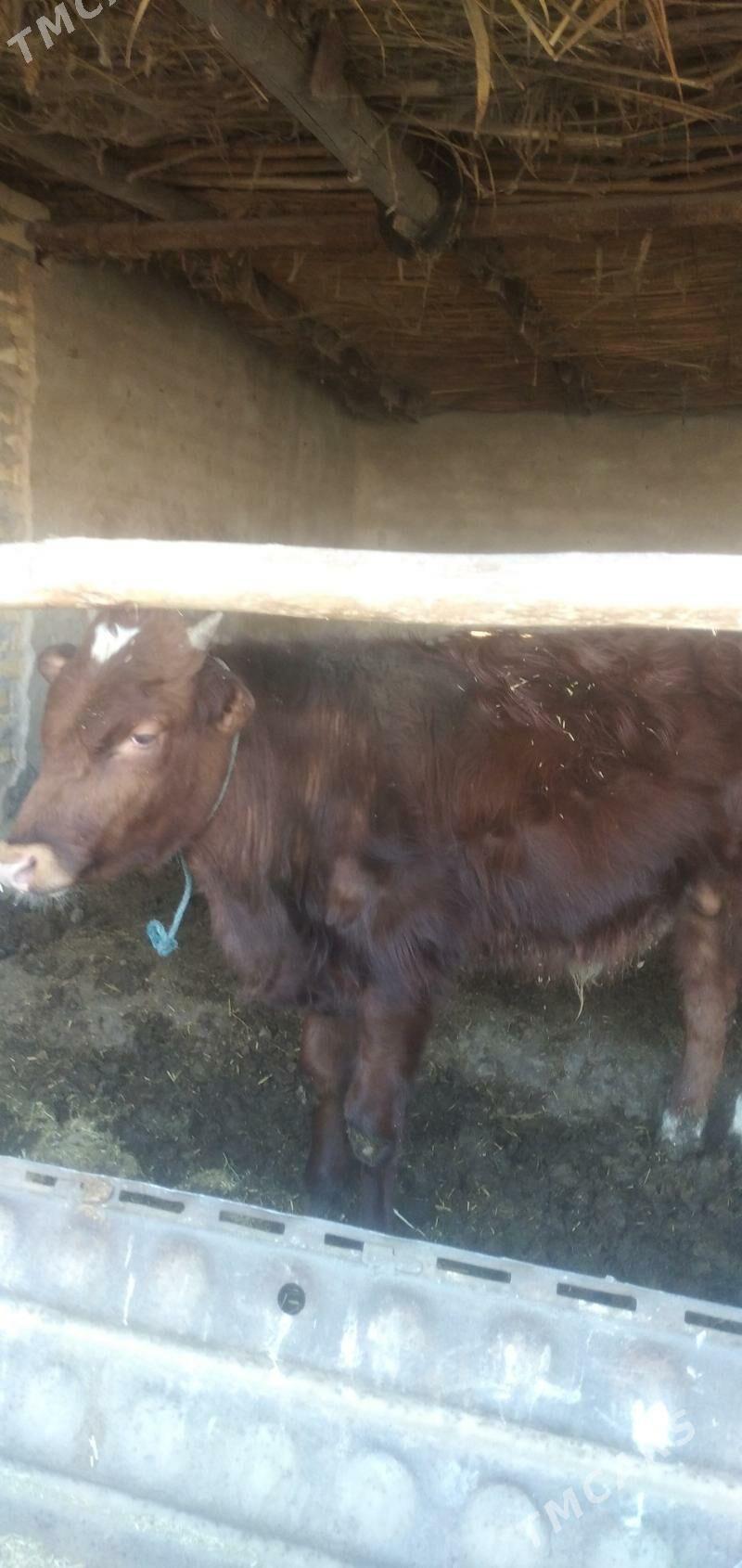 okyzler - Чарджоу - img 1