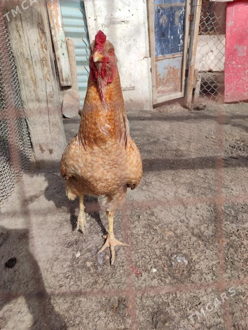 Horoz - Ашхабад - img 1