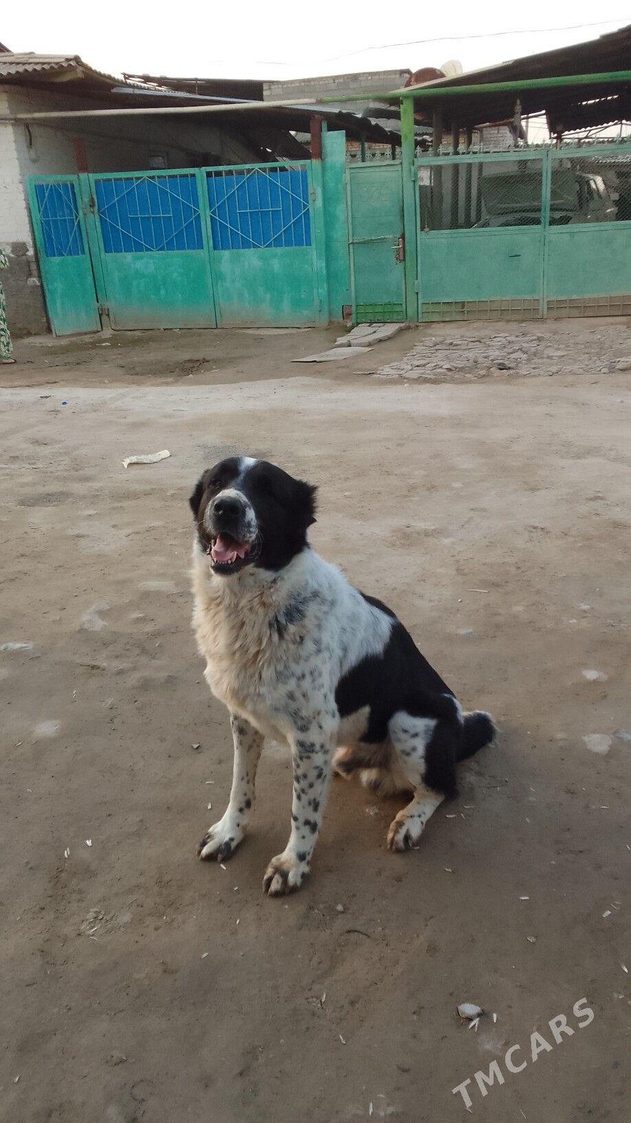 Alabay - Aşgabat - img 1