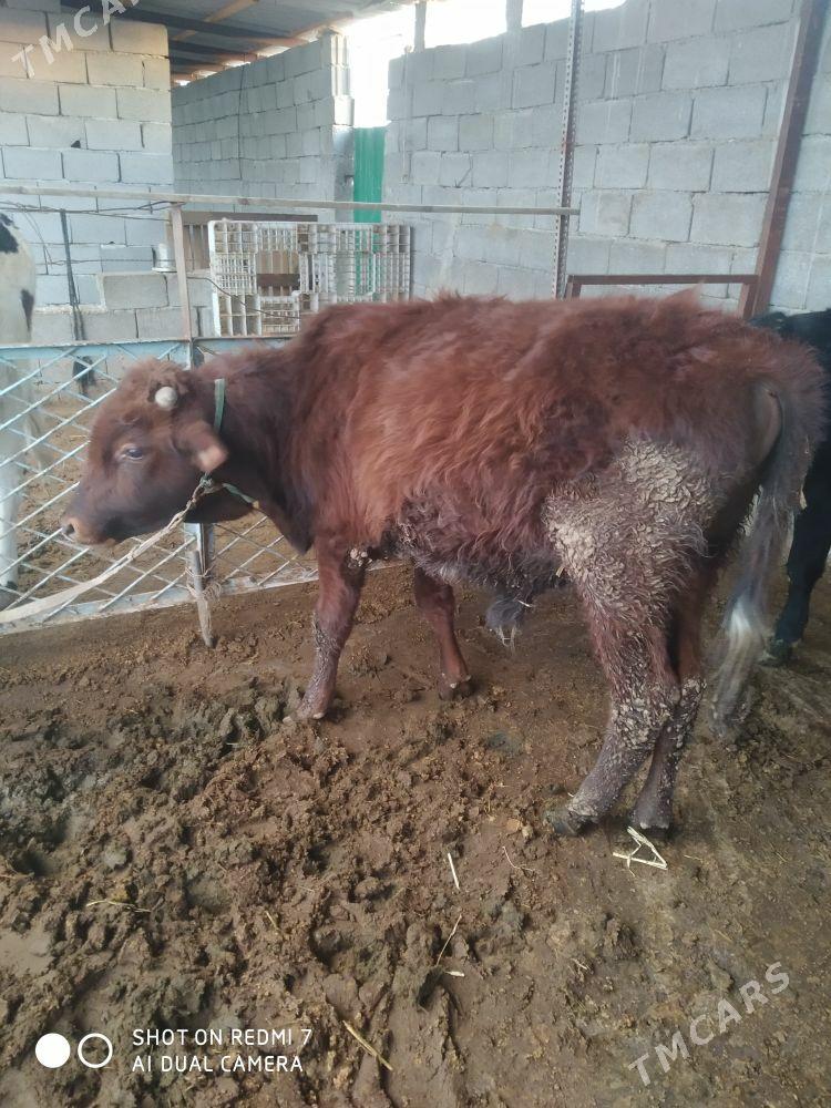 okuz - Кипджак - img 1