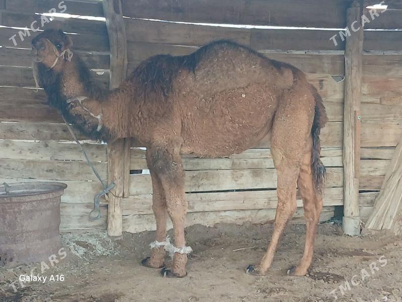 Düýe - Берекет - img 1