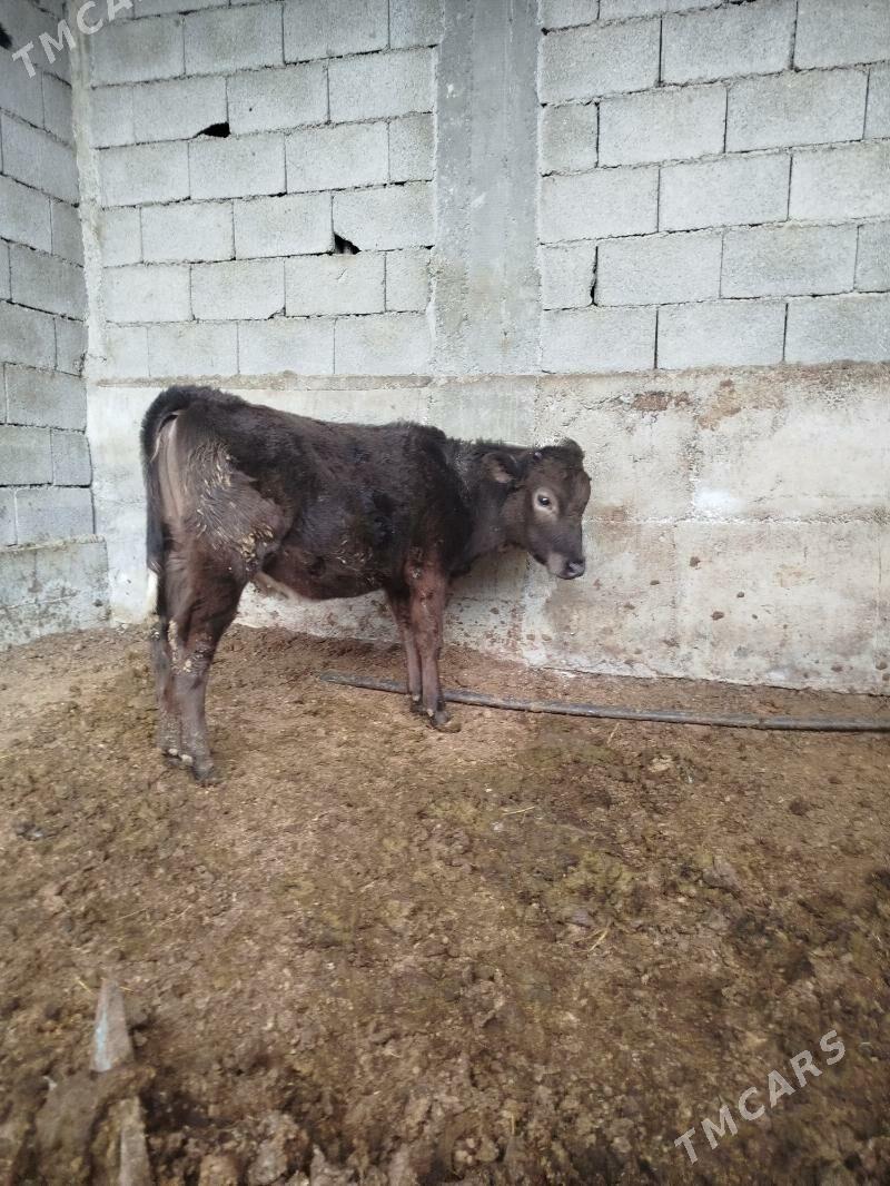 Tüwe - Aşgabat - img 1