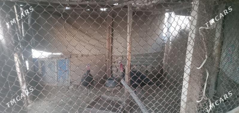 tovuk ketek materyal - Векильбазар - img 1