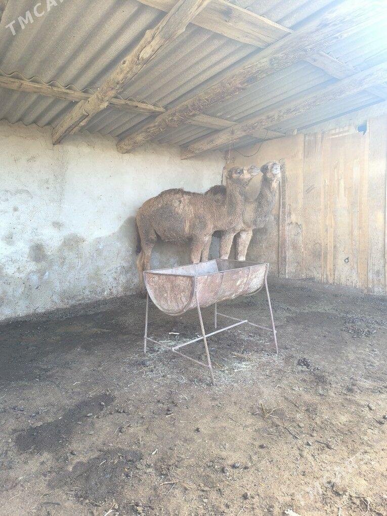 Torumlar - Bereket - img 1