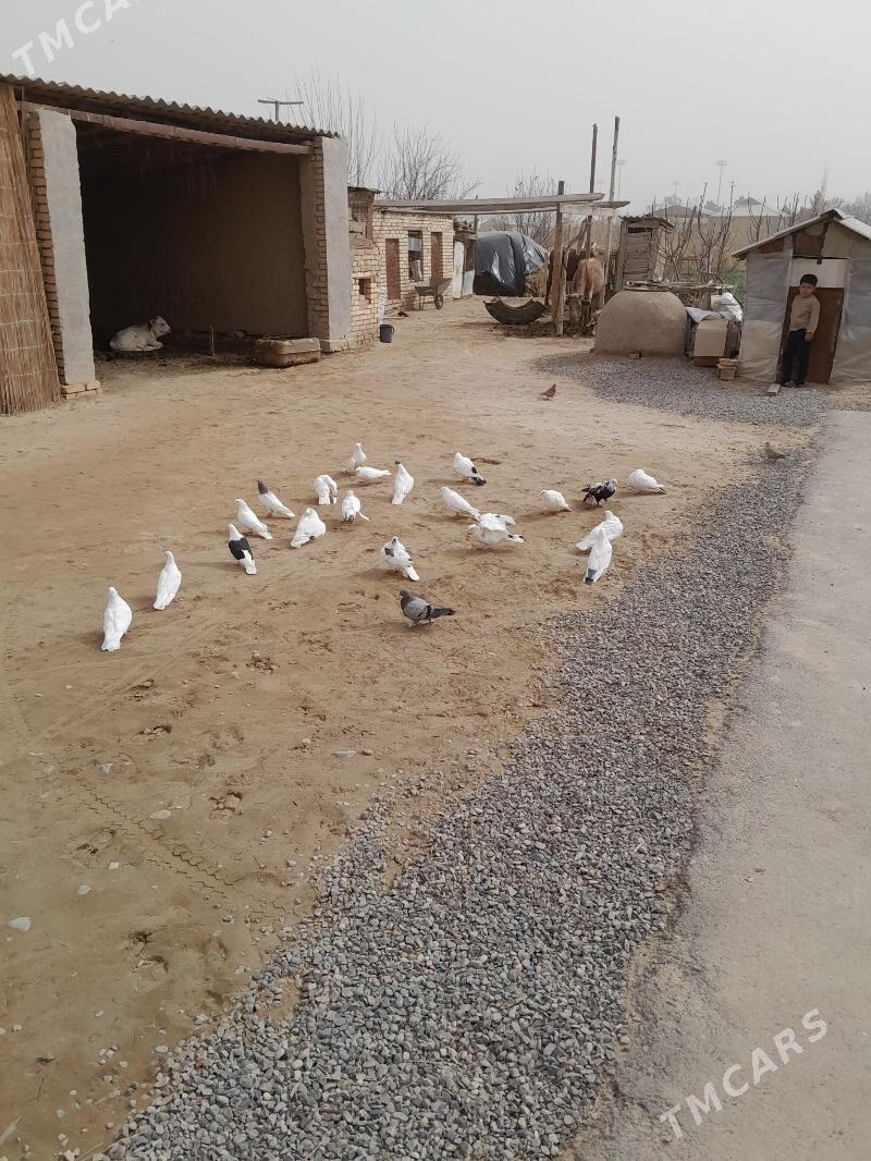 kepderi - Mary - img 1