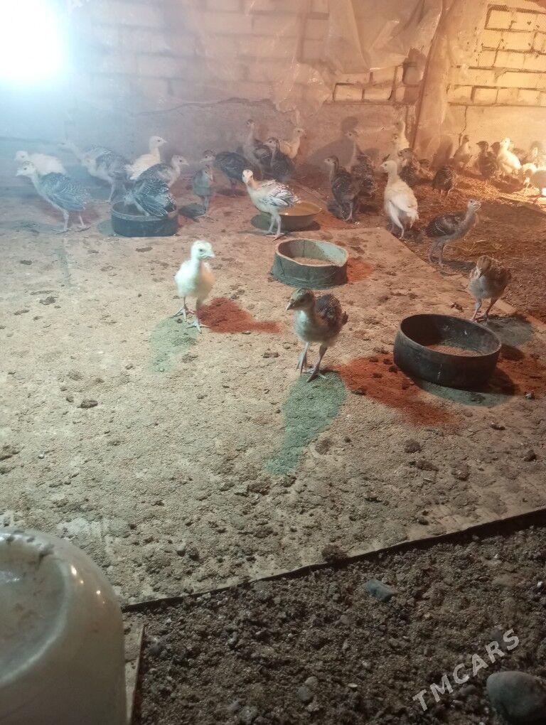 Induk Jüÿje - Sakarçäge - img 1