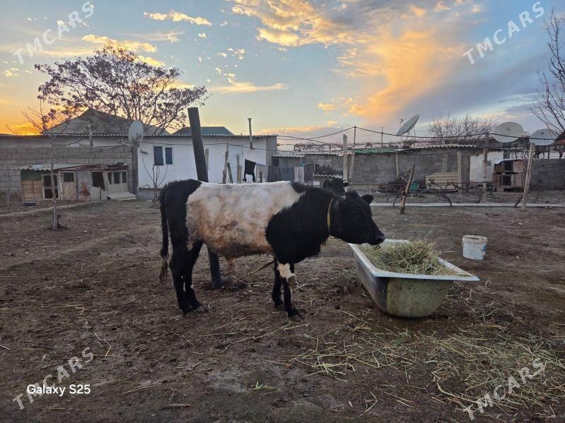 okuz - Aşgabat - img 1