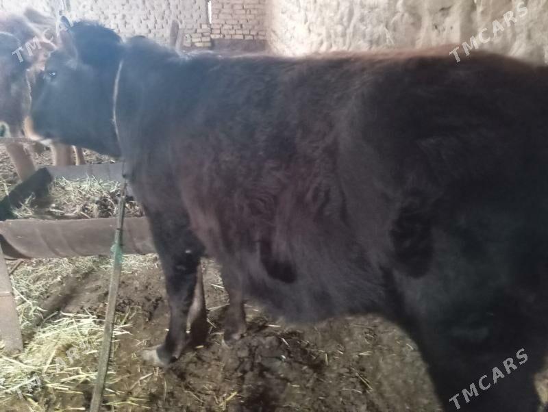 Gulajyn - Mary - img 1