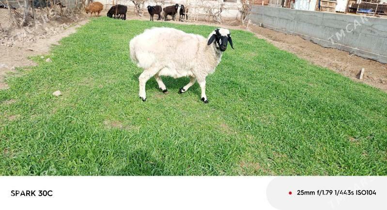 ak koçkar - Çärjew - img 1