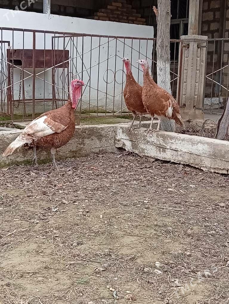 INDUKLAR - Гызыларбат - img 1