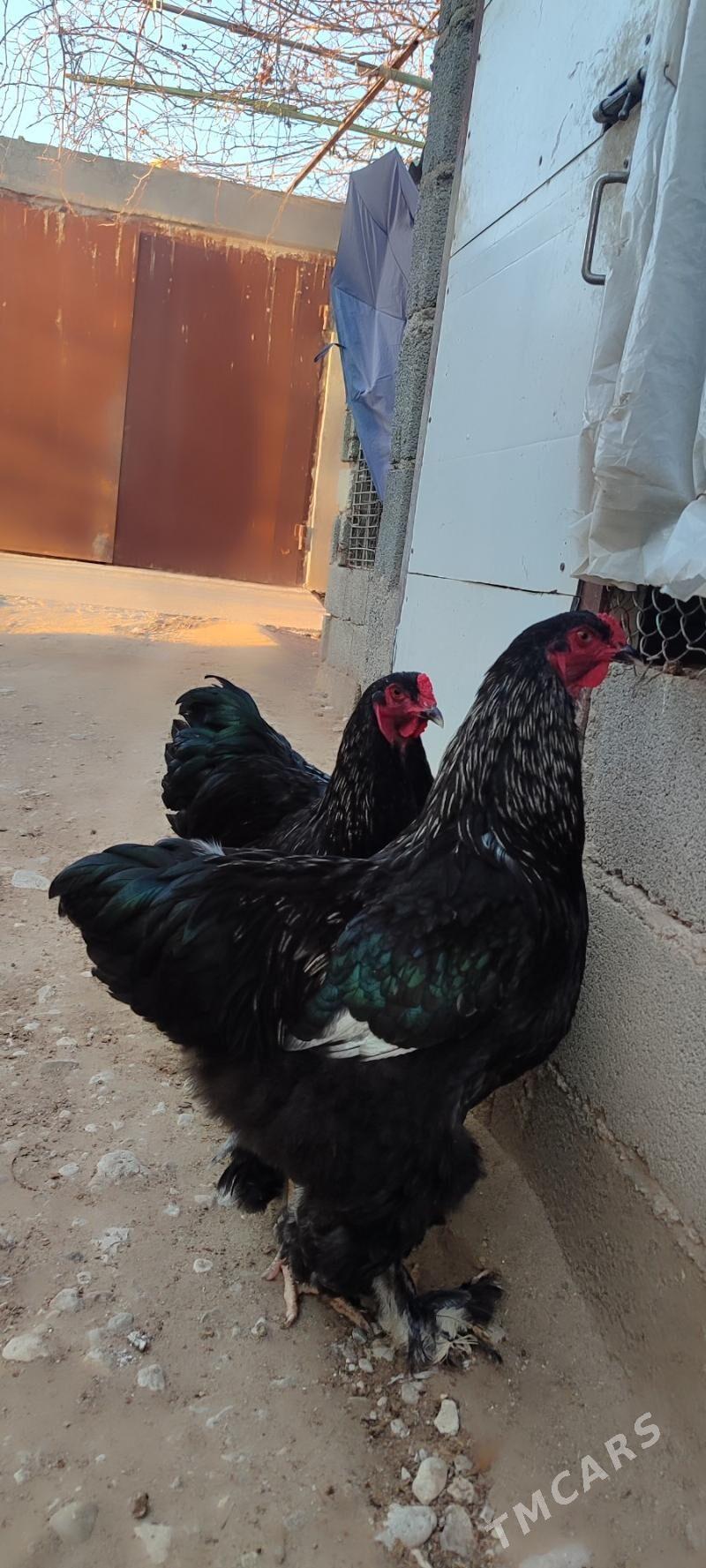 Brama Bagira - Jebel - img 1