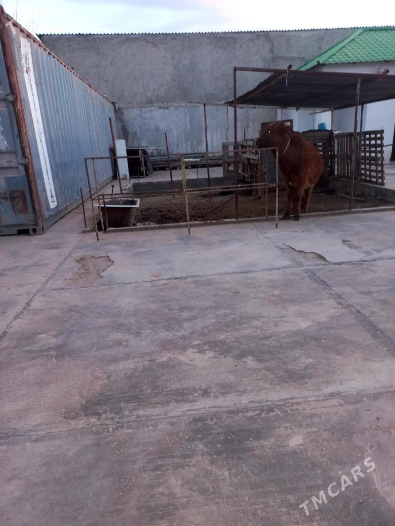 okuz sygyr - Ашхабад - img 1