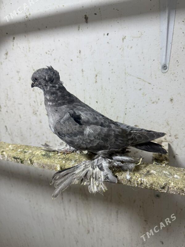 Kepderi - Ашхабад - img 1