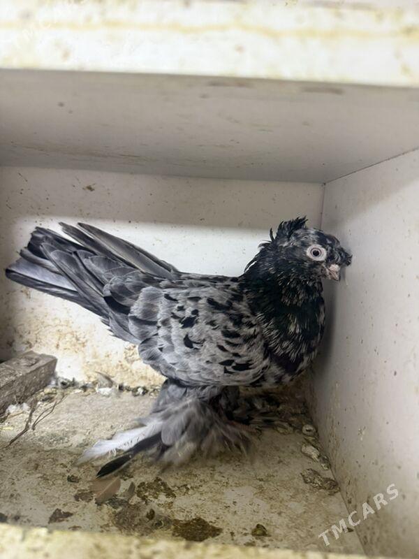 Kepderi - Ашхабад - img 1