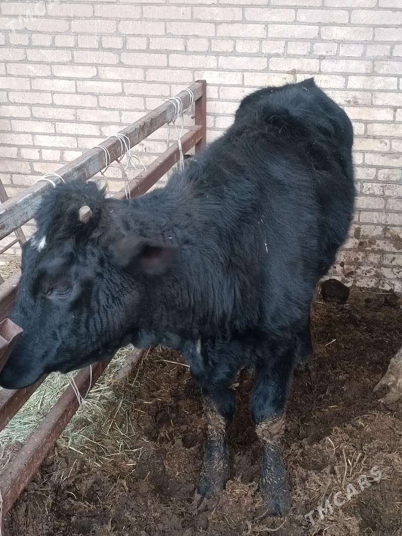 unajyn - Çärjew - img 1