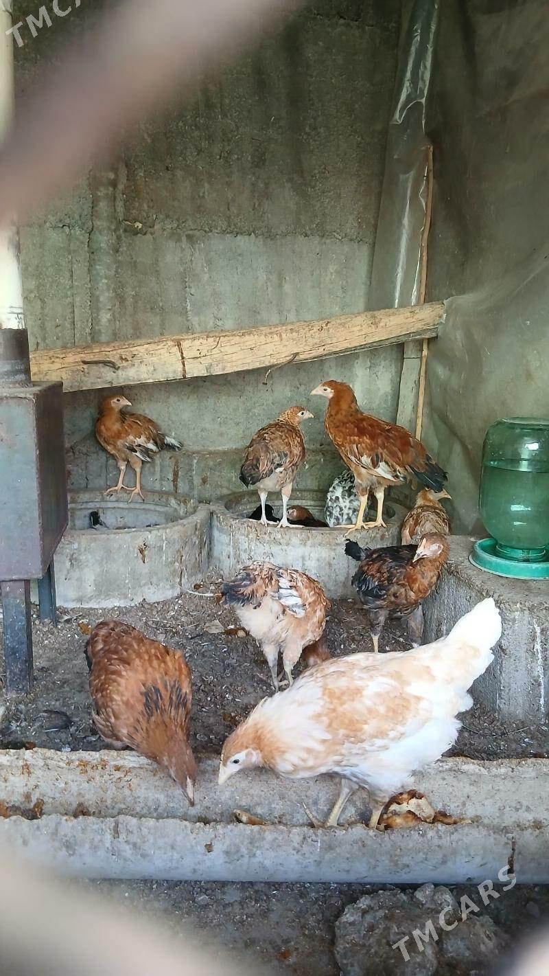 JÜJE - Багир - img 1