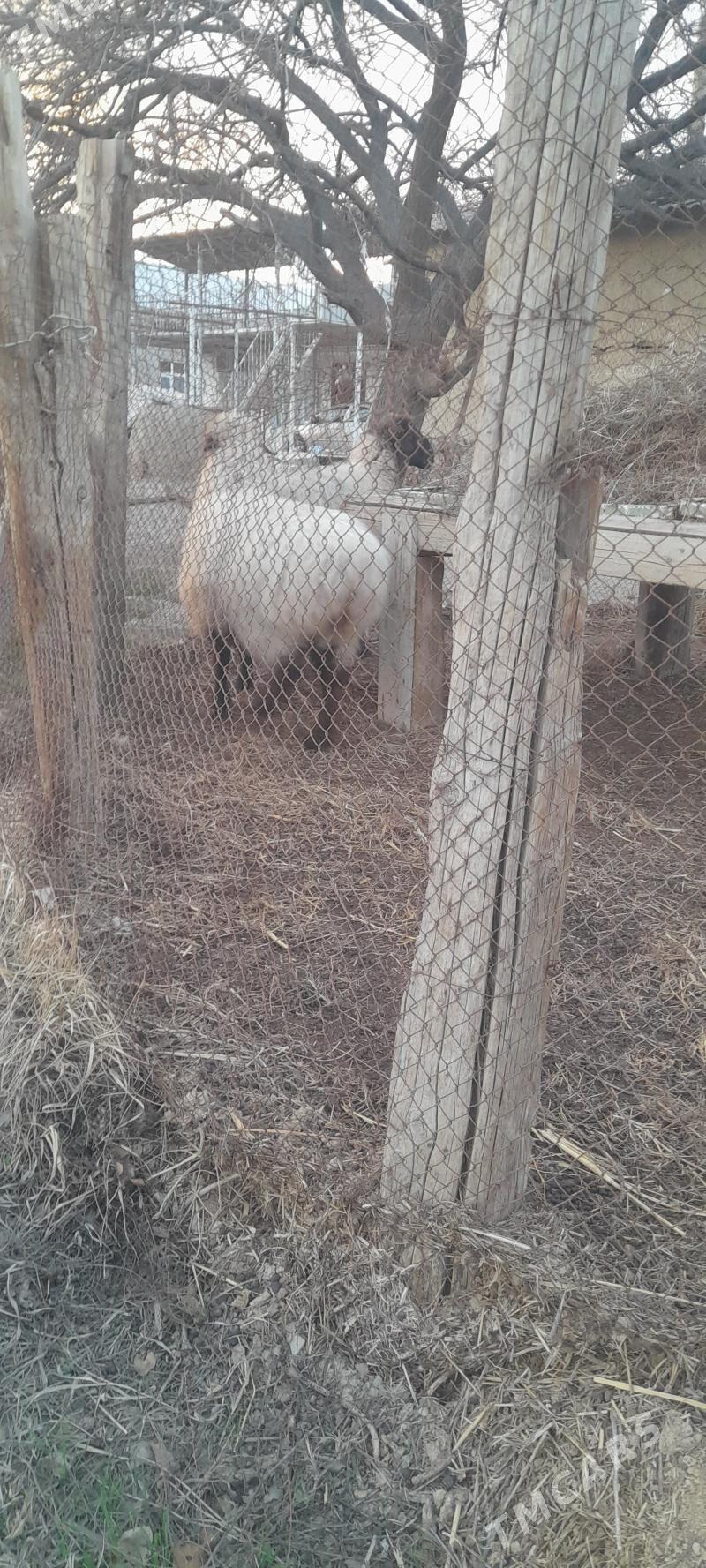 bakylan goyun - Бахарден - img 1