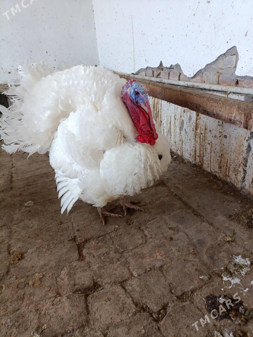 биг 6 - Туркменабат - img 1