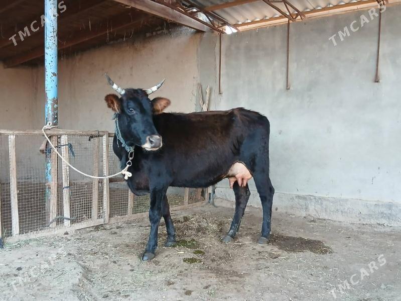 goleli - Wekilbazar - img 1