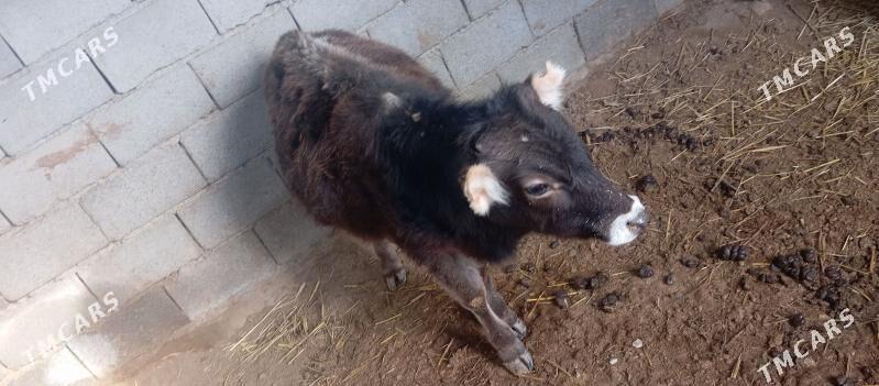 Okuzce - Gyzylarbat - img 1