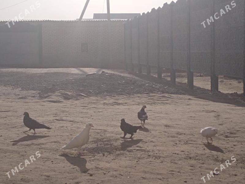 kepderi - Mary - img 1