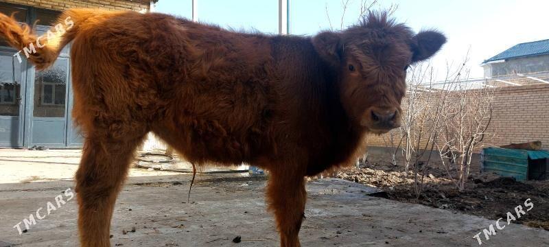 Tohum öküzçe - Çärjew - img 1