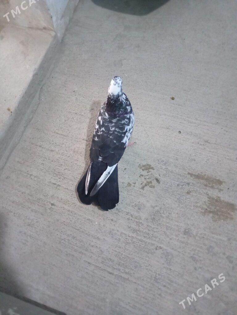 kepderi - Gyzylarbat - img 1