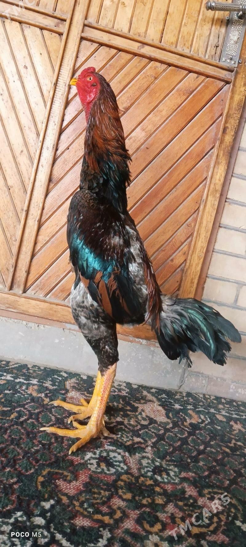 HORAZ - Türkmenabat - img 1